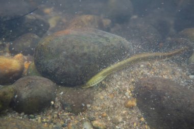Nehirdeki kayalara bağlanmış dağ yosunu.