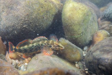 Kayalık bir nehir yatağında sergilenen kırmızı çizgi dartı