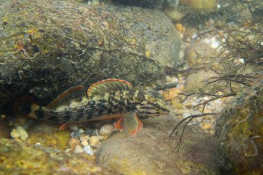 Kayalık bir nehir yatağında sergilenen kırmızı çizgi dartı