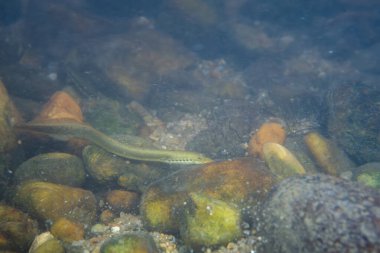 Nehirdeki kayalara bağlanmış dağ yosunu.