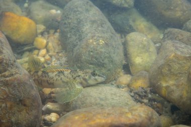 Taşlı bir nehir yatağında sergilenen dartçı