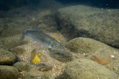 Geceleri bir nehirde yeşil yüzgeç parlatıcısı