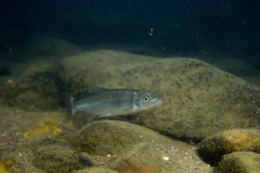 Geceleri bir nehirde yeşil yüzgeç parlatıcısı