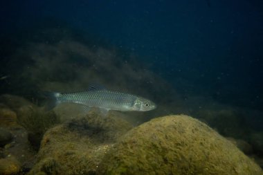 Geceleri bir nehirde yeşil yüzgeç parlatıcısı