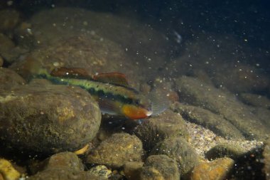 Nehir yatağında sergilenen mandalina dartı