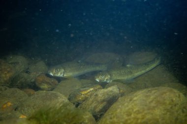 Nehirdeki bir grup merkez stoneroller balığı