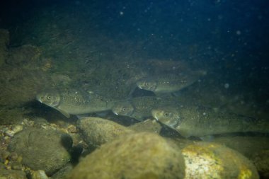 Nehirdeki bir grup merkez stoneroller balığı