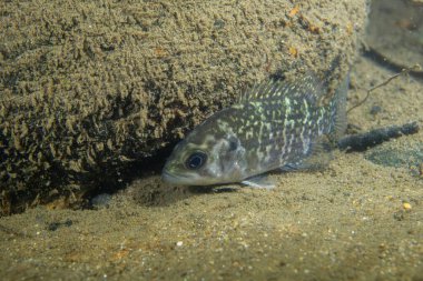 Nehirde kayalık levrek