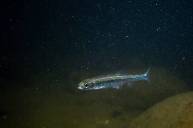 Akşamları nehirde gümüş parlatıcı