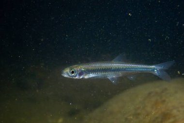 Akşamları nehirde gümüş parlatıcı