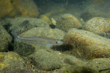 Nehir yatağında gümüş parlaklığı