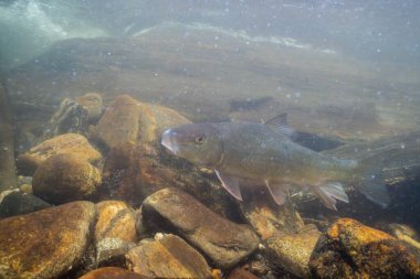 Büyük kayaların üzerinde yüzen siyah kırmızı at.