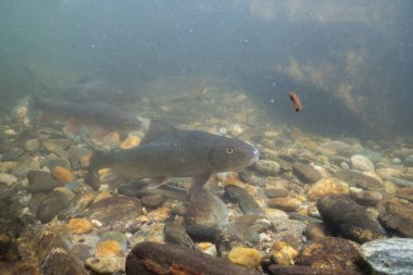 Nehirde bir grup siyah kırmızı at