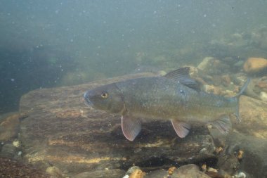 Siyah kırmızı at kayanın üzerinde yüzüyor. 