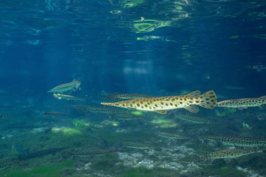 Florida Okulu berrak sularda 