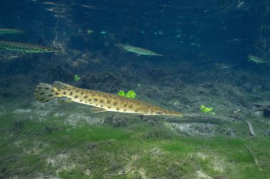 Baharda Florida garı kapanacak.
