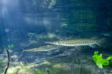 Güzel baharda iki Florida garı
