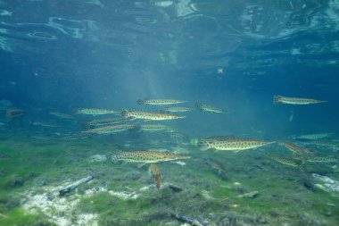 Florida garı kristal berrak suyla güzel doğal baharda