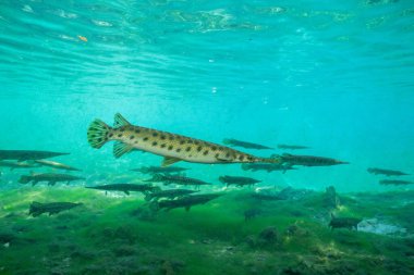 Florida Okulu berrak sularda 