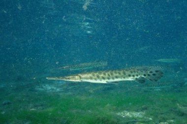 Suyun altında yüzen Florida garına yakın.