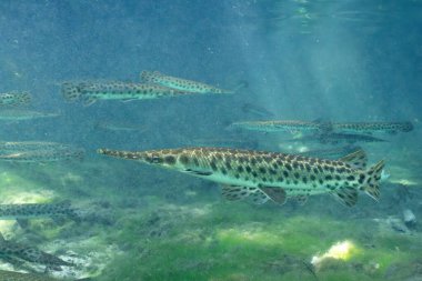 Florida 'nın en büyük okulu.