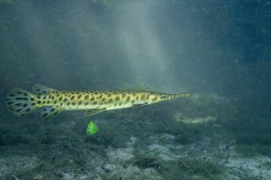 Florida garı, arka planda ışık huzmesiyle suyun altında yüzüyor.