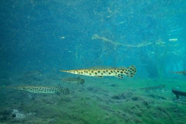 Florida garı berrak suda yüzüyor.