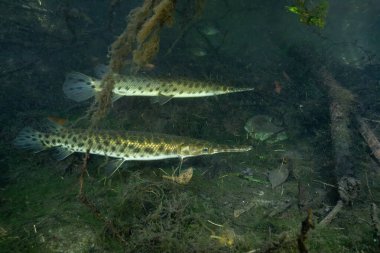 İki Florida garı odunsu enkazda yüzüyor.