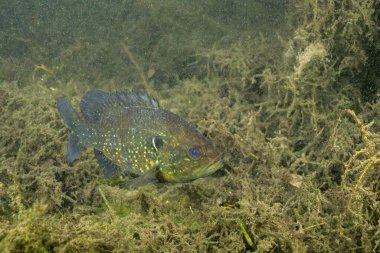 Birkaç su bitkisi olan bir baharda Warmouth güneş balığı.