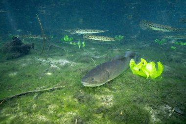 Yosun pınarının dibinde Bowfin. 
