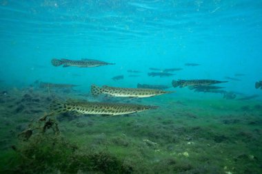 FLorida Gar 'ın berrak sudaki büyük okulu. 