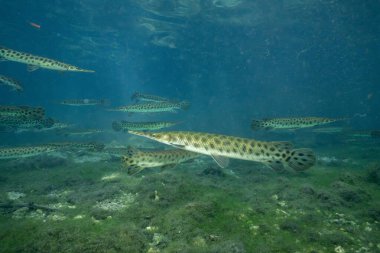 Baharda Florida garaj okulu 