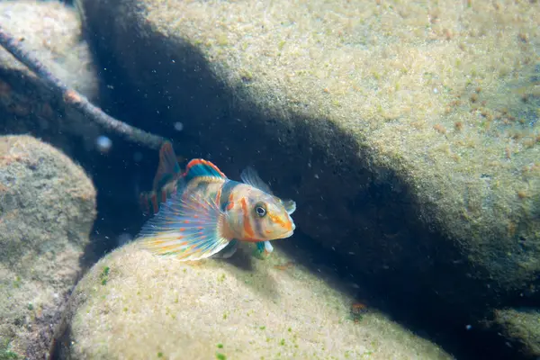 Şekerleme dartı kayalık bir nehir yatağında sergileniyor