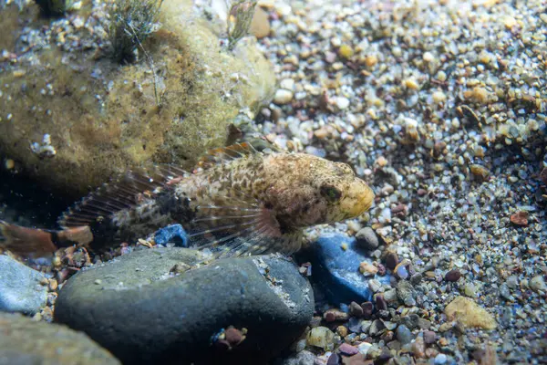 Nehrin dibindeki benekli heykel