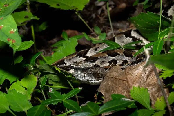 Timber çıngıraklı yılan pusuda bekliyor.