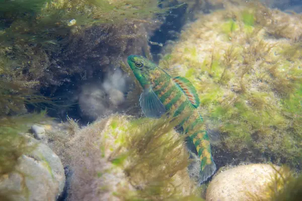 Bir nehrin dibinde sergilenen bant dartı.