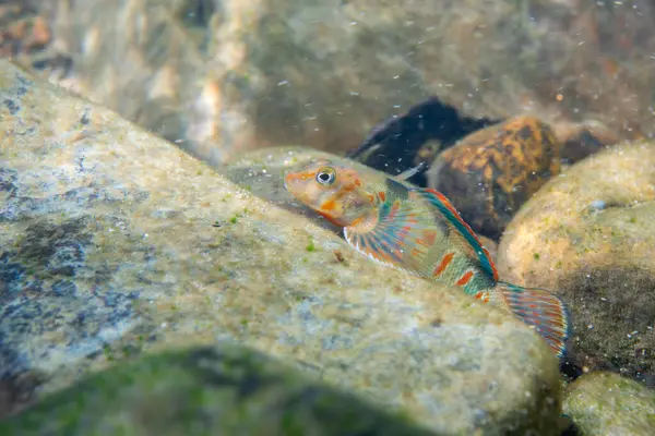 Nehir yatağında şeker okçusu