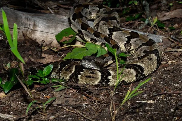Timber çıngıraklı yılan pusuda bekliyor.