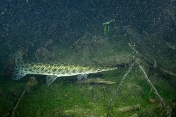 Florida garı gizli ve karanlık sularda yüzüyor 