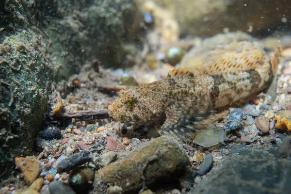 Nehrin dibindeki benekli heykel