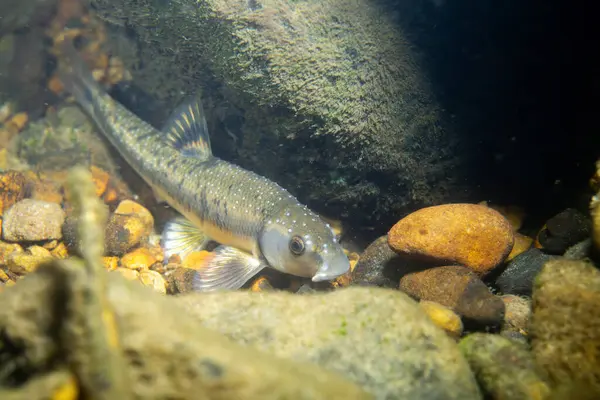 Dere yatağında küçük bir balık.