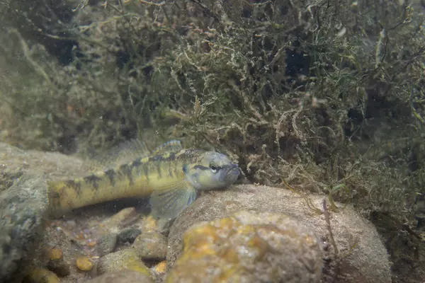 Fantail darter nehir yatağında sergileniyor