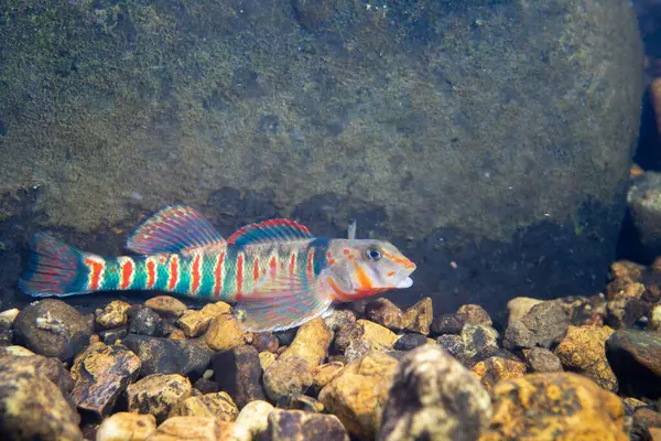 Şeker dartı nehir yatağında sergileniyor 