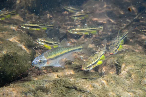 Dağ kızıl göbeği dace ve gül kenarı dace okulları bir arada