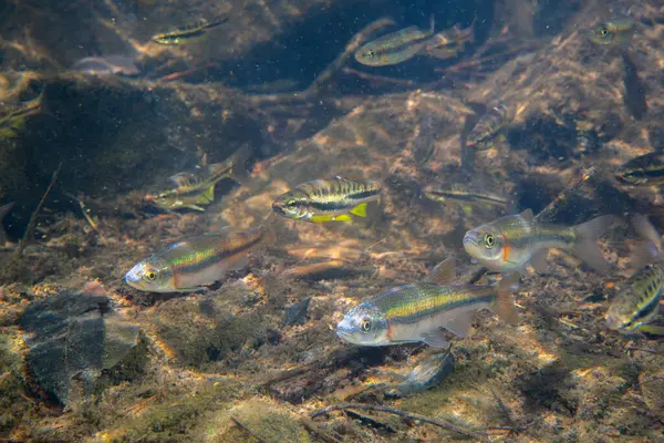 Dağ kızıl göbeği dace ve gül kenarı dace okulları bir arada