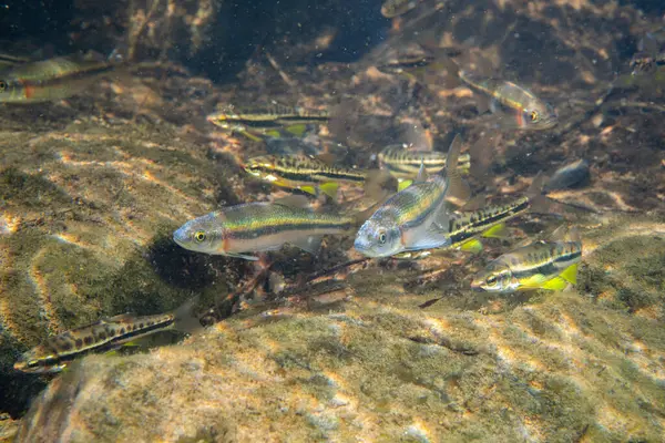 Dağ kızıl göbeği dace ve gül kenarı dace okulları bir arada
