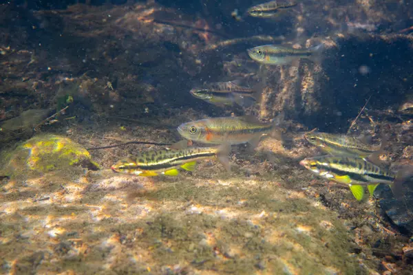 Dağ kızıl göbeği dace ve gül kenarı dace okulları bir arada