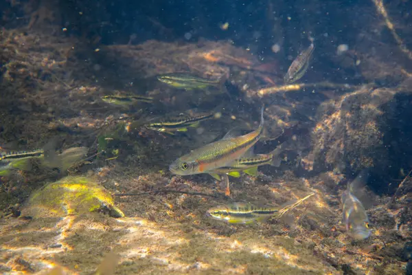 Dağ kızıl göbeği dace ve gül kenarı dace okulları bir arada