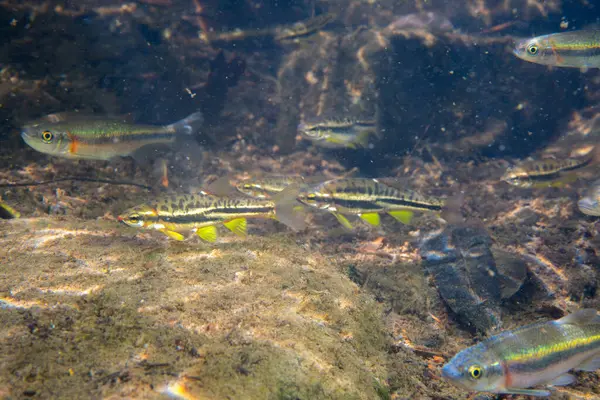 Dağ kızıl göbeği dace ve gül kenarı dace okulları bir arada