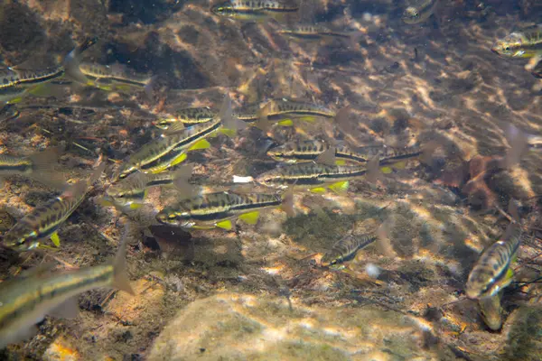 Nehirdeki büyük dağ kızıl göbekli kız okulu.